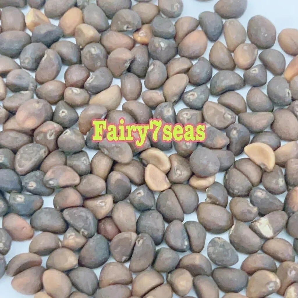 BIG Leaf White Stem Water Spinach Seeds,KongXinCai,ChingQuat,OngChoy,Vegetable