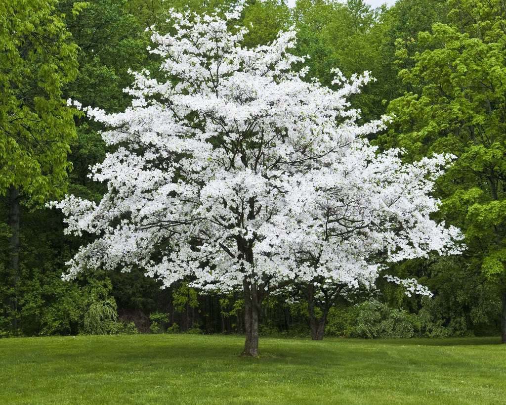 White Flowering Dogwood Tree, 10-16″ Tall Live Plant, Quart Pot – Cornus florida
