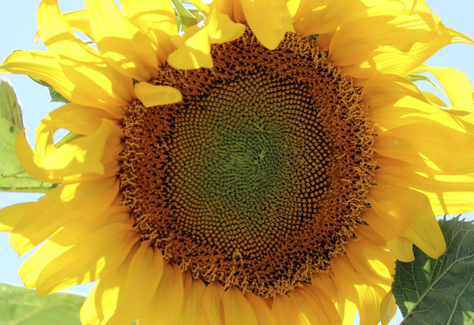 10 Early MAMMOTH RUSSIAN SUNFLOWER Helianthus Annuus Flower Seeds