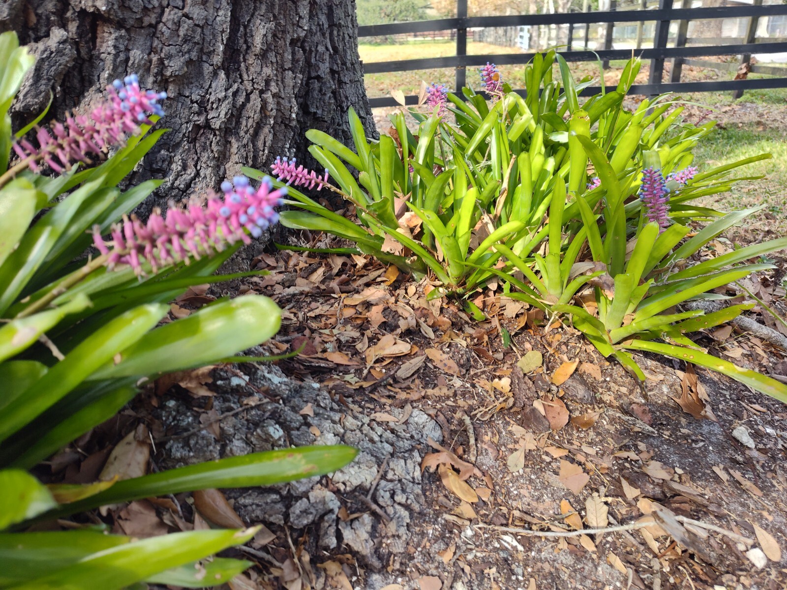 Matchstick Bromeliad Aechmea Gamosepala One Gallon Rooted Fresh From Florida