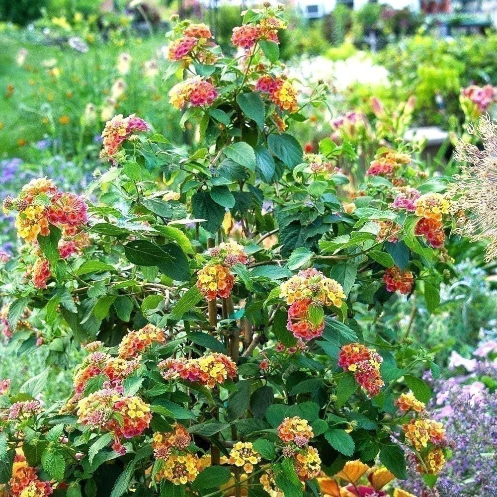 Lantana Confetti | Live Plants | Lantana Camara | Colorful Garden Shrub |…