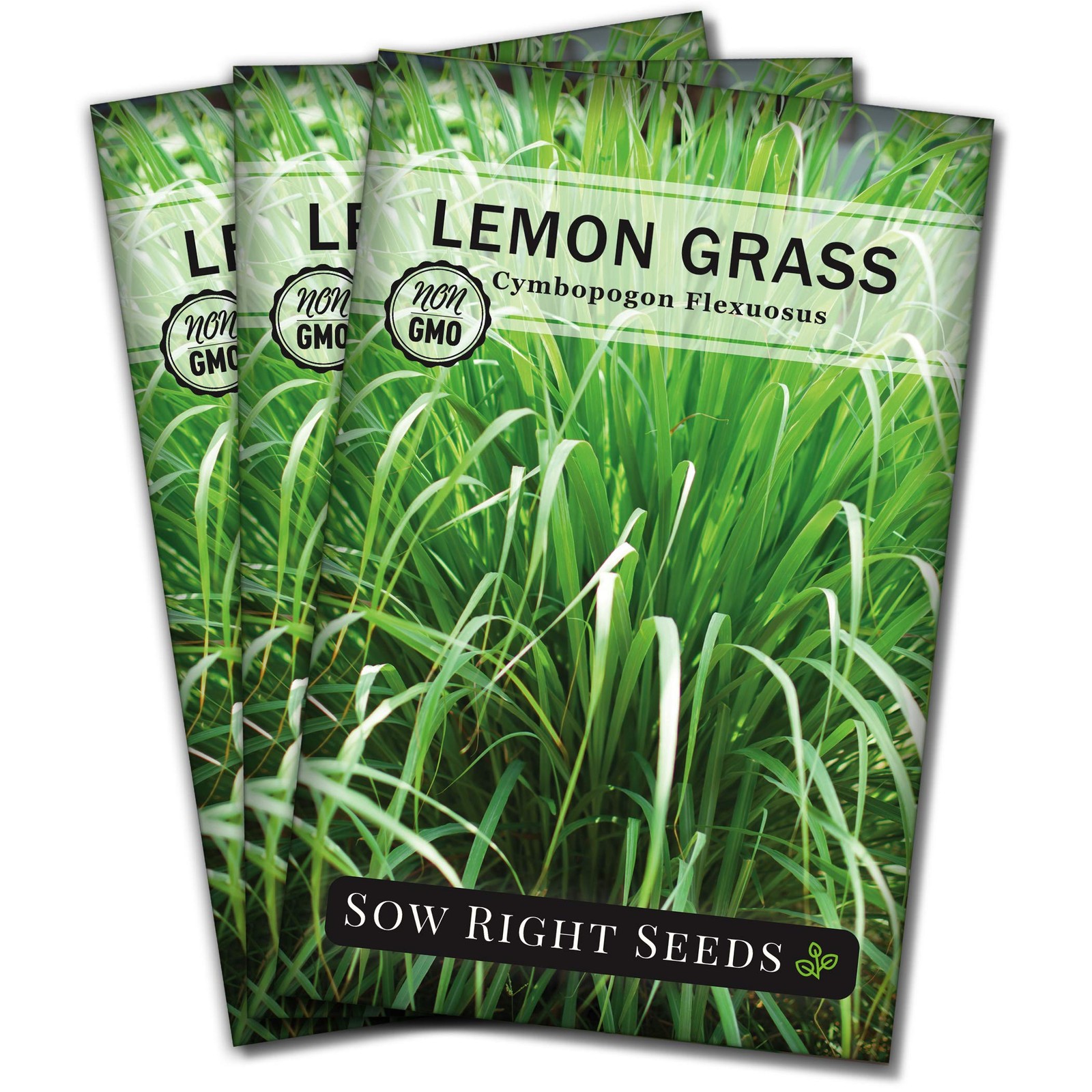 Lemon Grass Heirloom NonGMO Asian Cooking Herbs Garden Planting East Indian