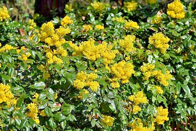 Oregon grape holly, 50 seeds. native wildflower, Mahonia aquifolium. USA seller