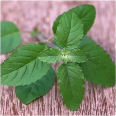 Holy Basil Herb Seeds For Planting (Ocimum sanctum)