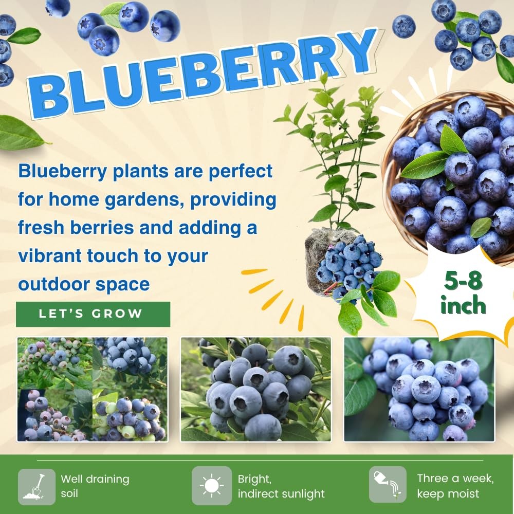 2 Biloxi Blueberry Bush Live Plant, Blueberry Plants Live 5-9 Inch Height