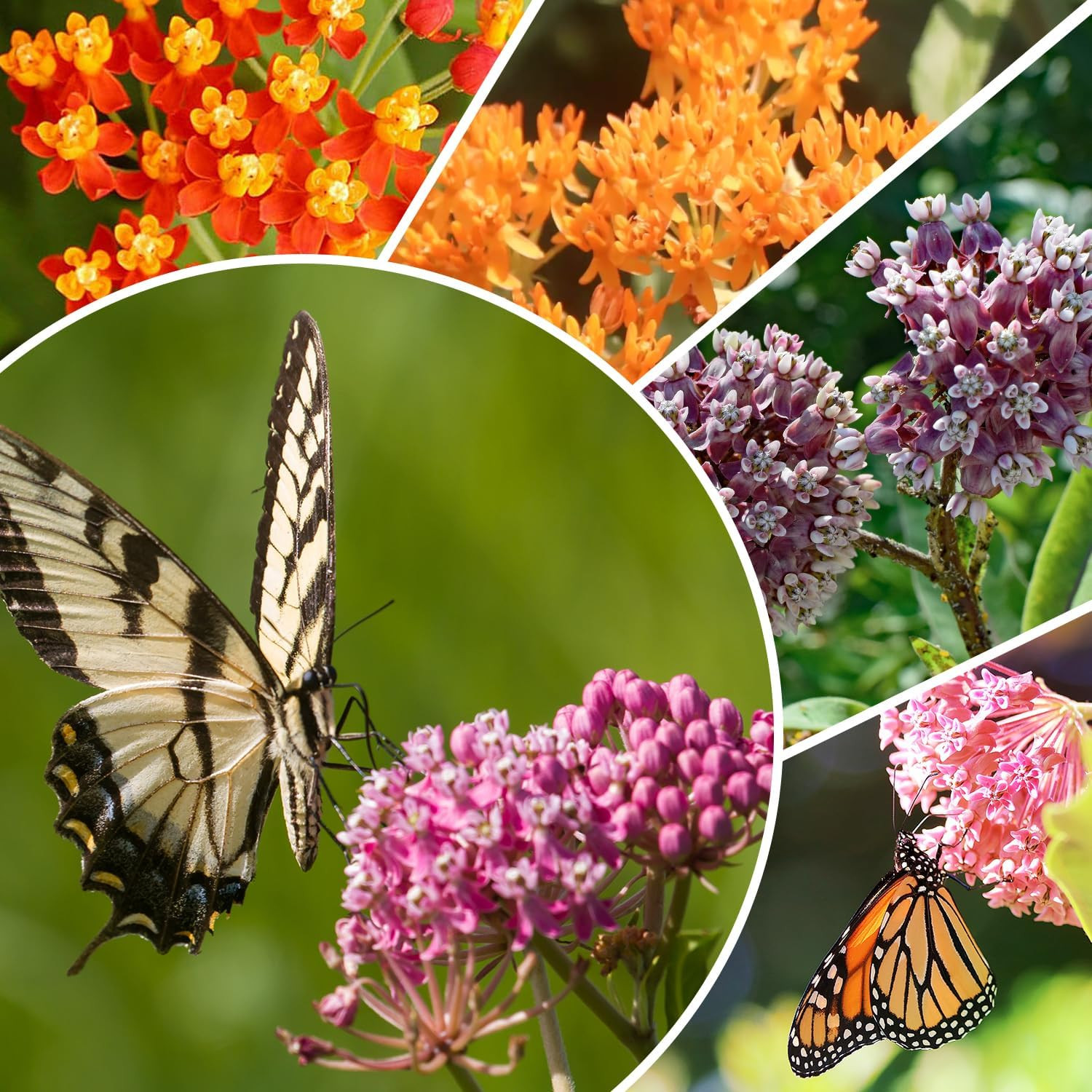 Milkweed Seeds for Planting, Attract Monarch Butterflies & Pollinators, 5 Indivi