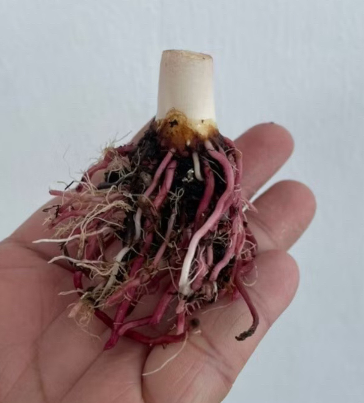AUTHENTIC Colocasia Green Tiger 1 bulbs