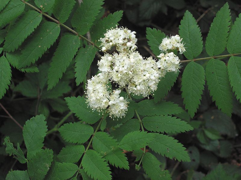 Rowan, (European Mountain Ash), Sorbus aucuparia, Tree Seeds