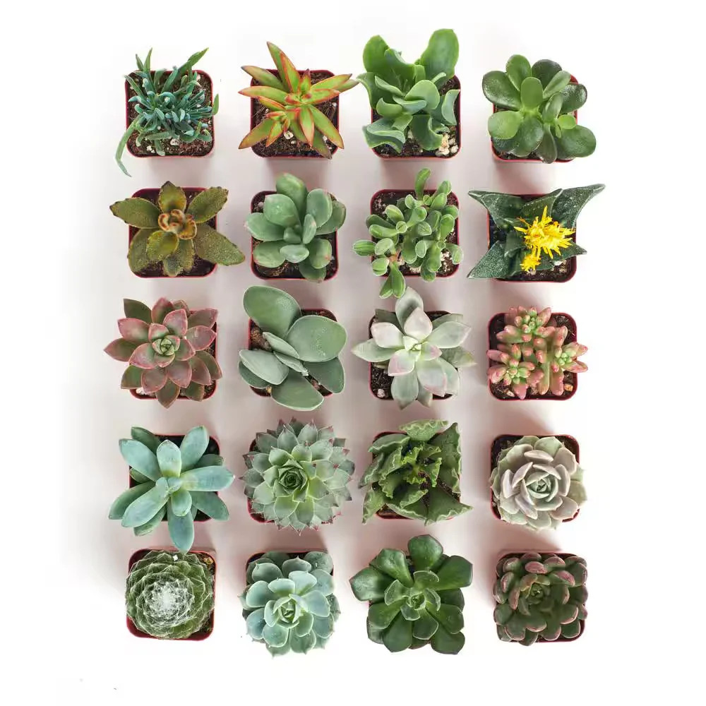 Shop Succulents 2 in Unique Succulent Collection Live House Plants 20-Pack U20