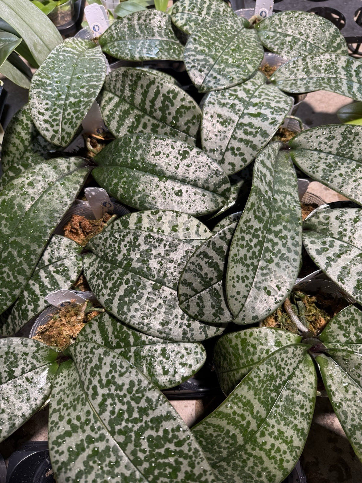 Phalaenopsis schilleriana (Jungle King x 蝴蝶袖)