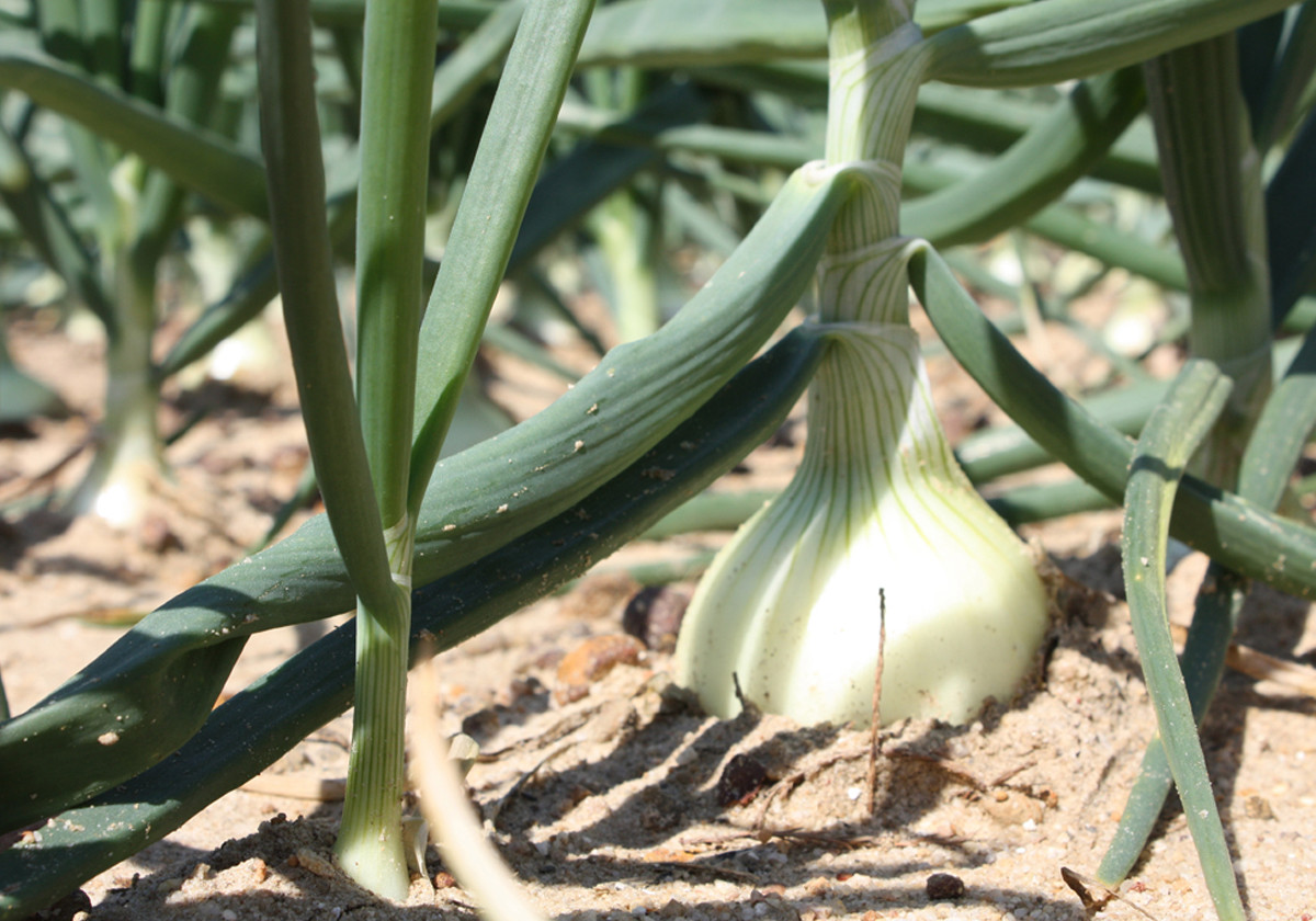 200+EARLY TEXAS GRANO ONION Seed Organic Short Day Spring Fall Vegetable Garden