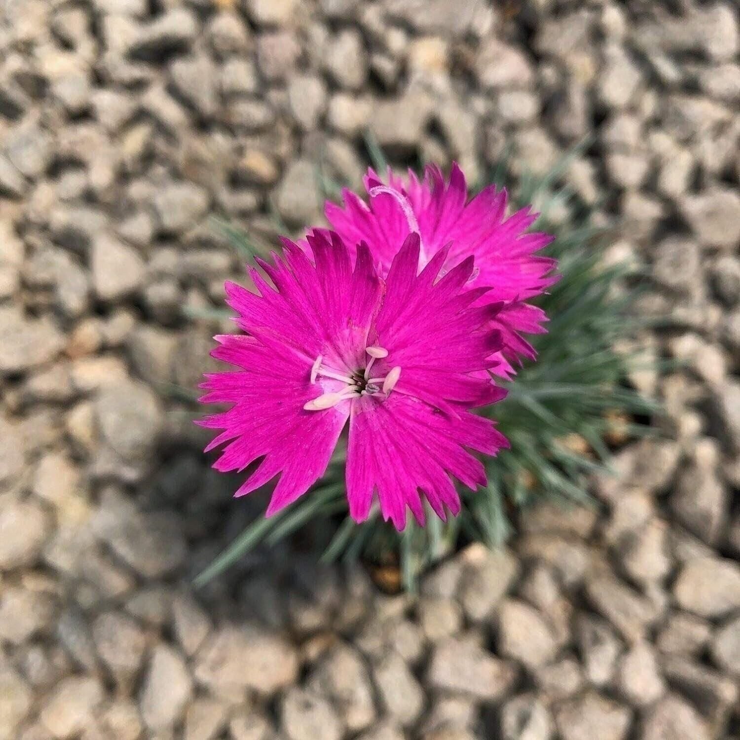 Dianthus Firewitch | 2 Inch | Dianthus gratianopolitanus | Low Maintenance Plant