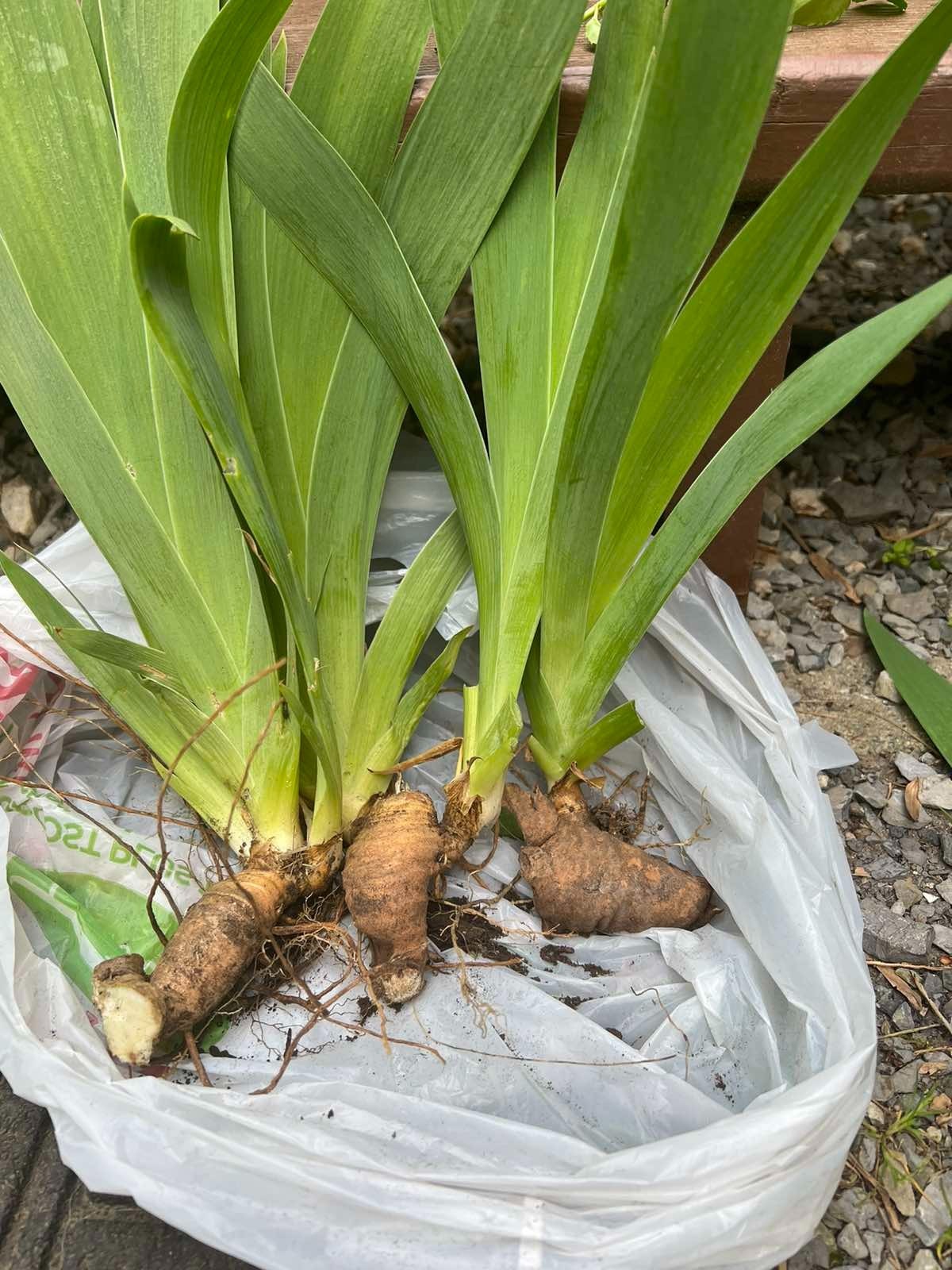 8x Iris Live Bulbs Mixed Varieties Tall 4 Purple+4 White Lavender Freshly Dug
