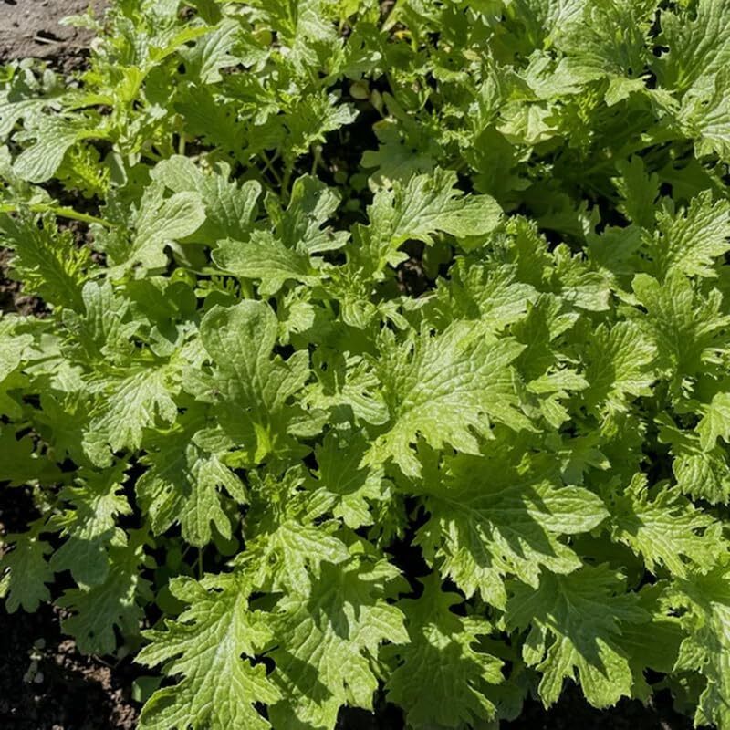 Wasabi Mustard Seeds, Japanese Heirloom Wasabini Heirloom NON-GMO, FREE SHIPPING