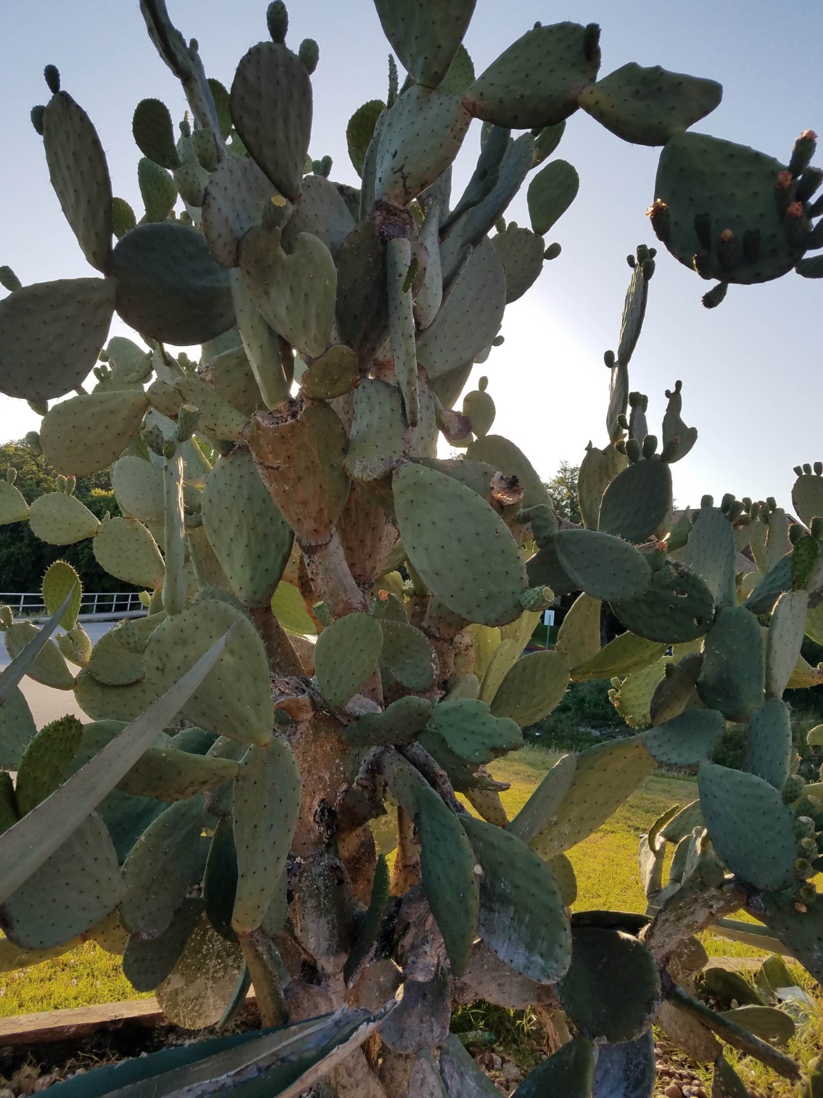 Nopal prickly pear cactus ‘Tuna roja’ Opuntia Ficus-Indica Mexico one pad