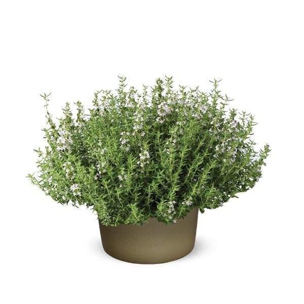 Live Herb Plants, Well-rooted Plugs Well-rooted Starter Plants For SALE