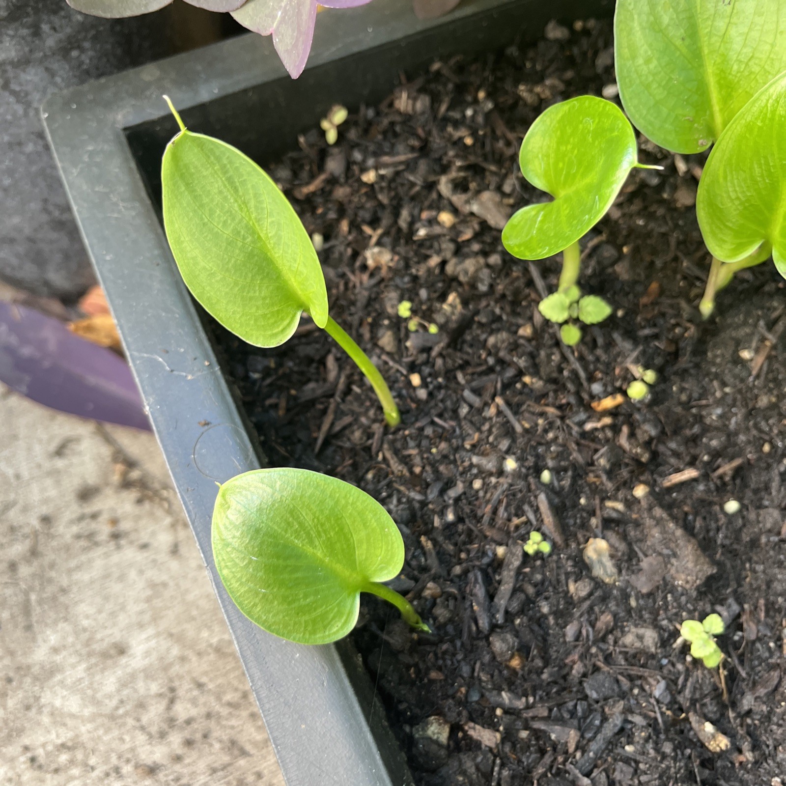 5 Live Plants White Calla Lily Bulb Voodoo koi pond bog Flower Amorphous Cactus