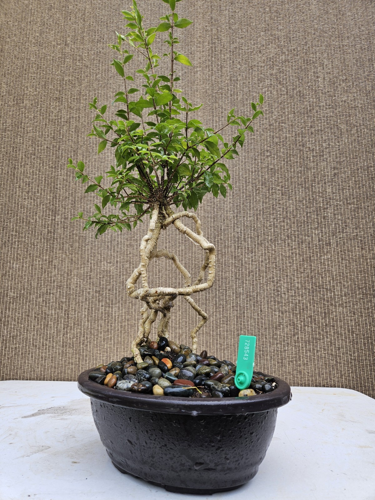 Old Barbados Cherry ( Malpighia Glabra-Hồng ngọc mai ) Bonsai Tree,,,sale