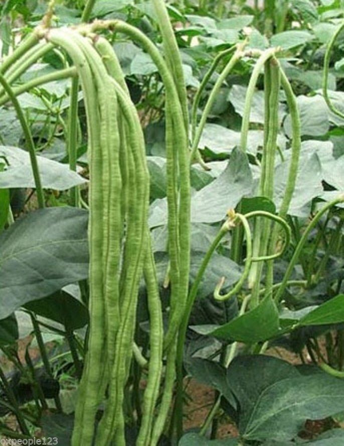 15+ Green / Red Yard Long Bean Seeds Asian Chinese Noodle Asparagus String Beans
