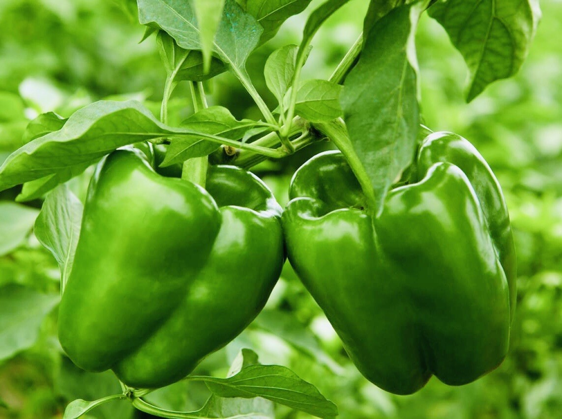 CALIFORNIA WONDER BELL PEPPER SEEDS Heirloom NON GMO Fresh Harvest Free Shipping