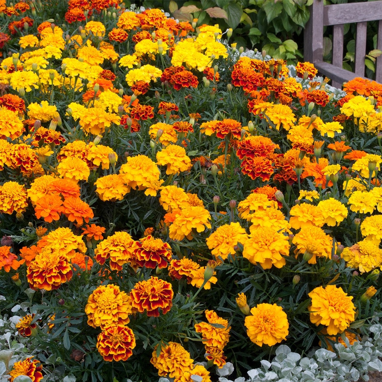 Petite French Marigold Seed Mix Tagetes patula. 100 Seeds Free Shipping!