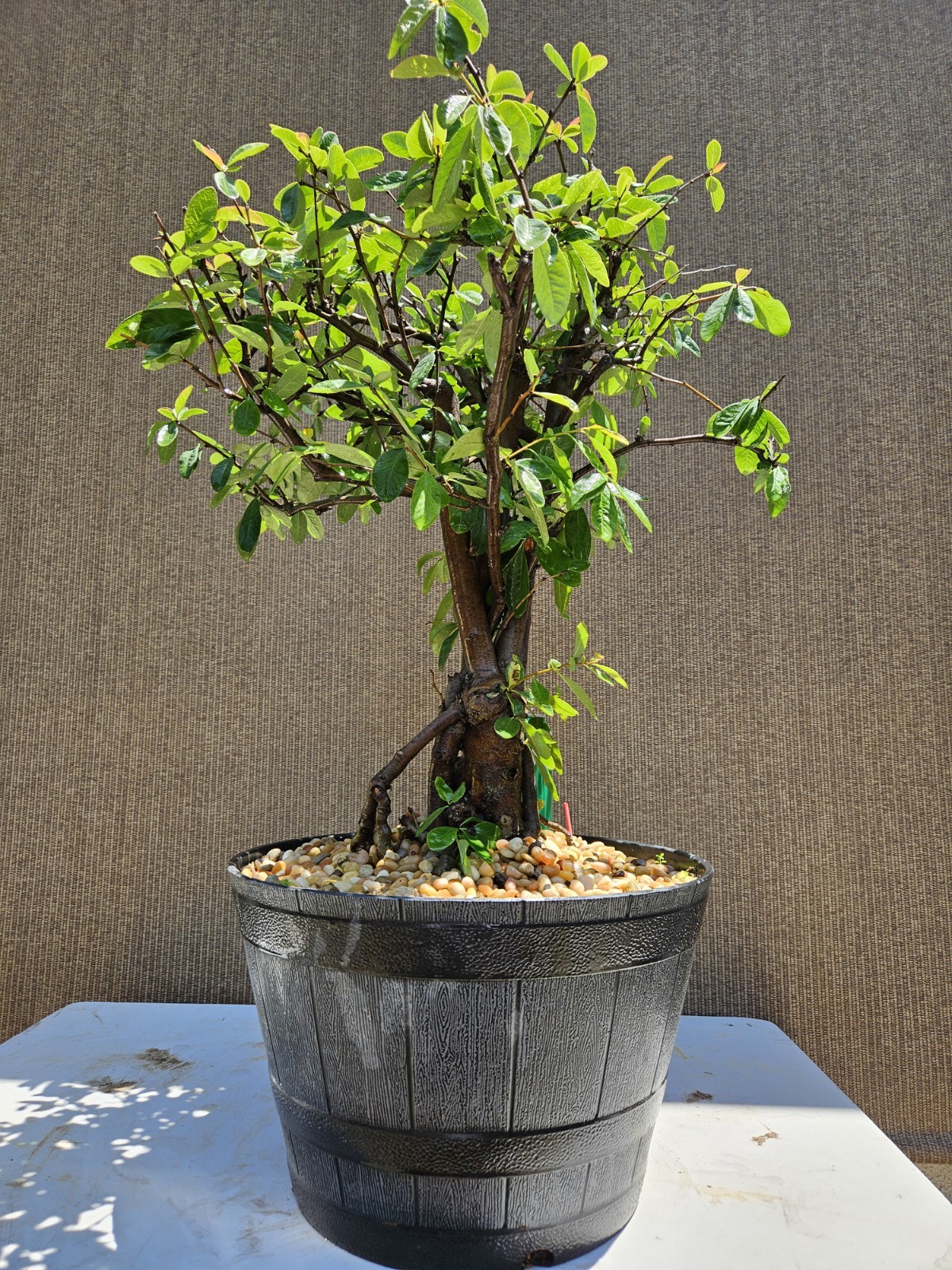 Old Japanese Flowering Quince ( Toyo- Nishiki -Quince ) Bonsai Tree,,, SALE