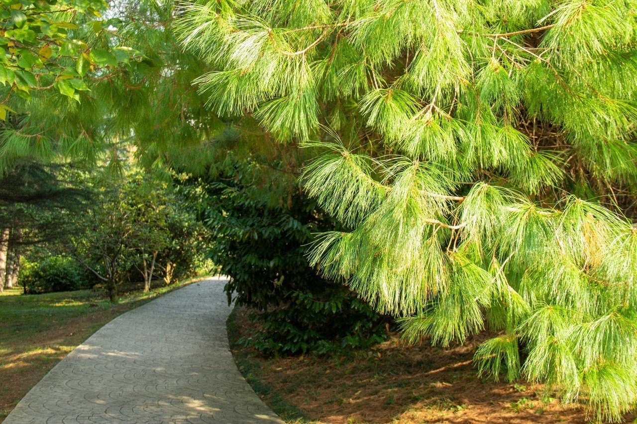 50+ Mexican Weeping Pine Tree Seeds Evergreen Pinus Patula Rare