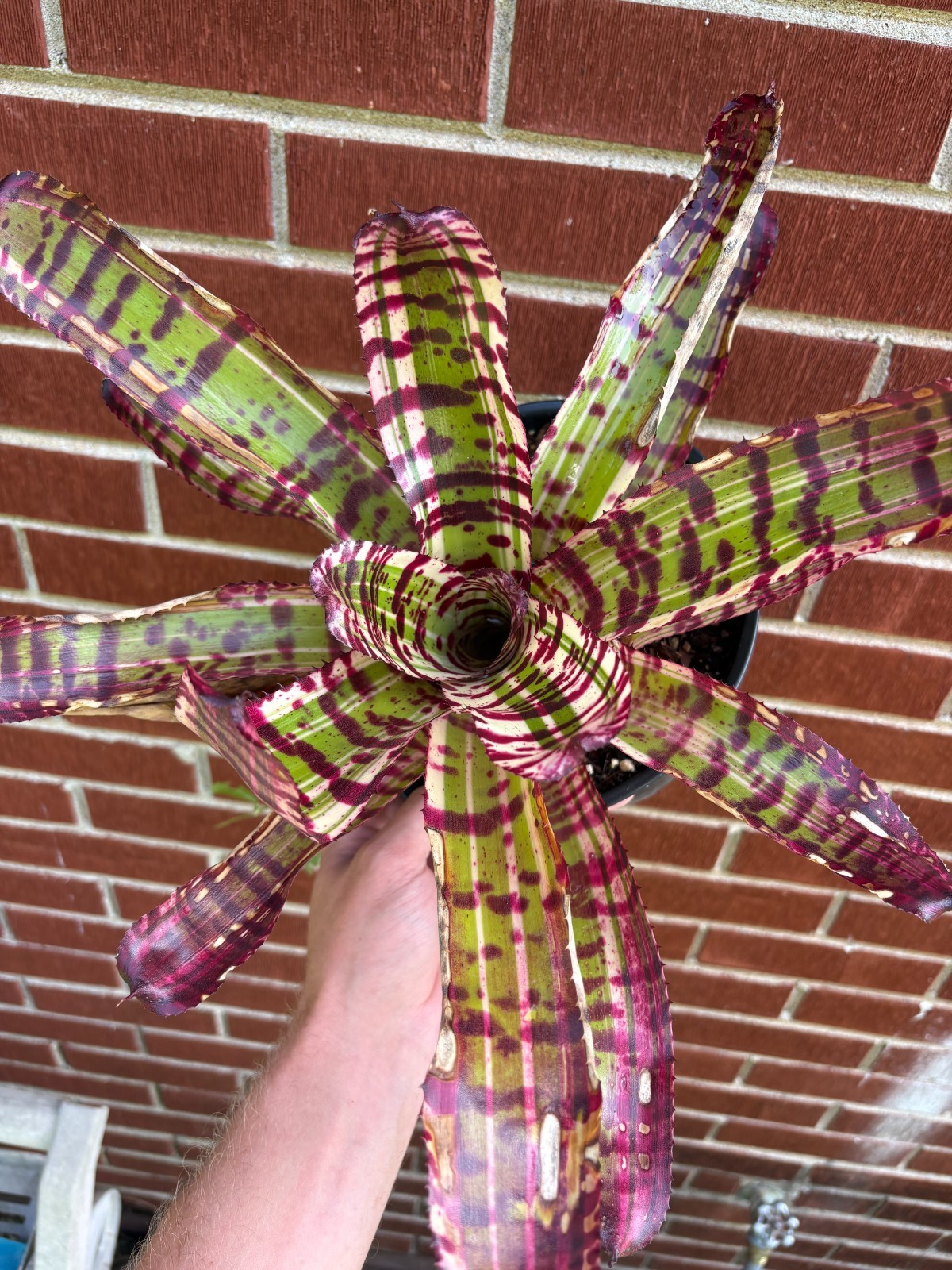 Neoregelia ‘Dangerous Bullet ’ Stunning RARE THAI Hybrid Bromeliad