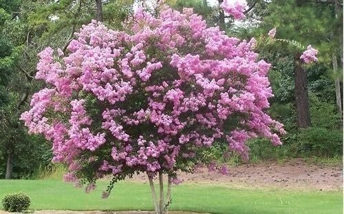 Crape Myrtle Rhapsody in Pink | 3 Gallon | Lagerstroemia indica | Summer Blooms