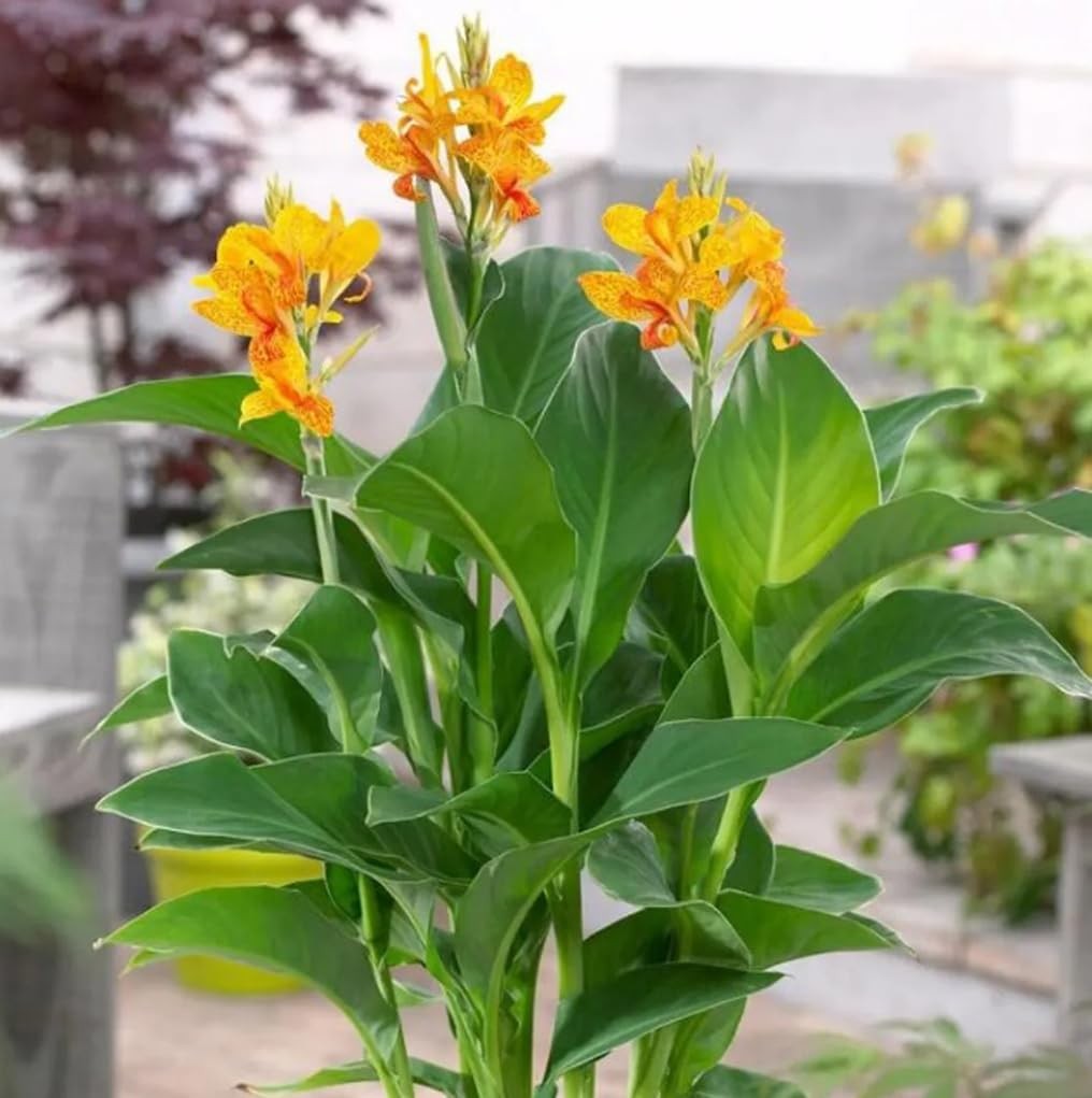10pcs Canna Lily Seeds x Generalis Cleopatra Ornamental Plant yellow
