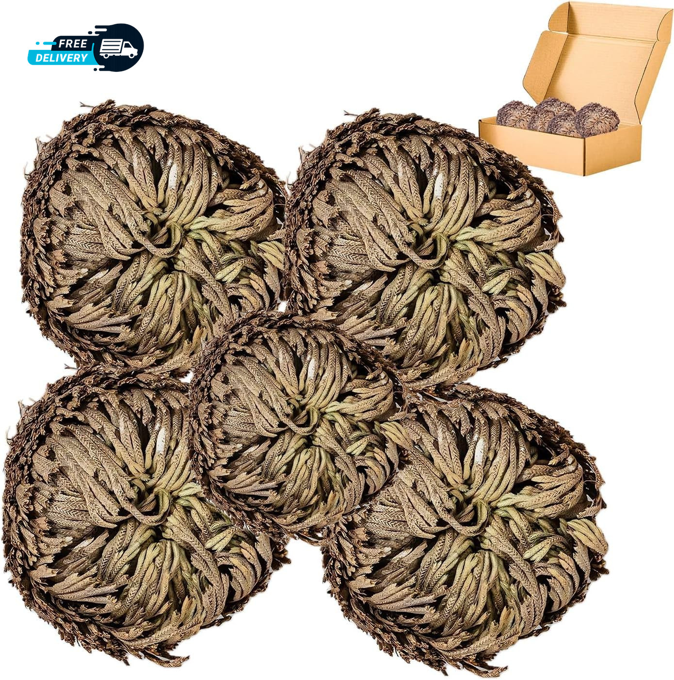 5 Pack Big 3.5 Rose of Jericho Resurrection Plants Flor De Jerico Original
