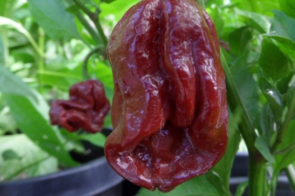 7 Pot Douglah Hot Pepper, 10 Seeds Caution *HOt* Free Shipping!