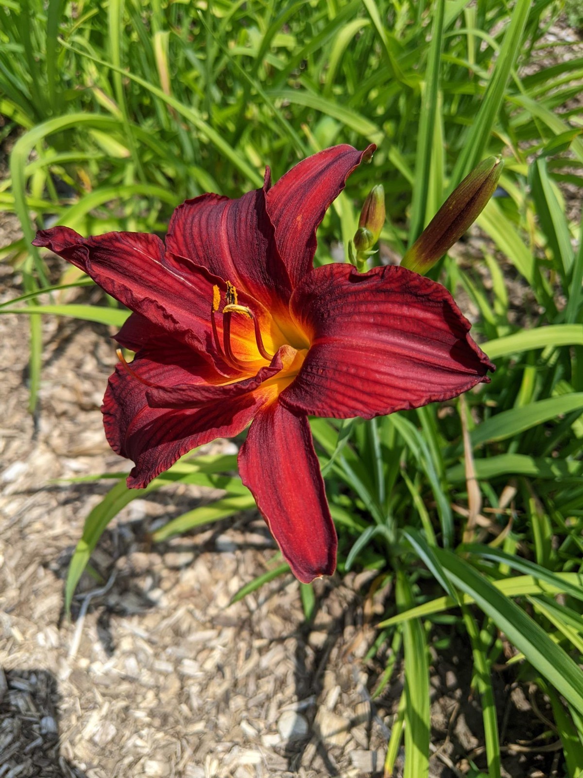 Daylily Double Red – Stunning Deep Red – 3 Fans