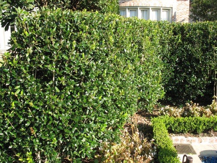 Needlepoint Holly Live Evergreen Shrub Plant – 6″ Tall – 3″ Pot – Ilex Cornuta