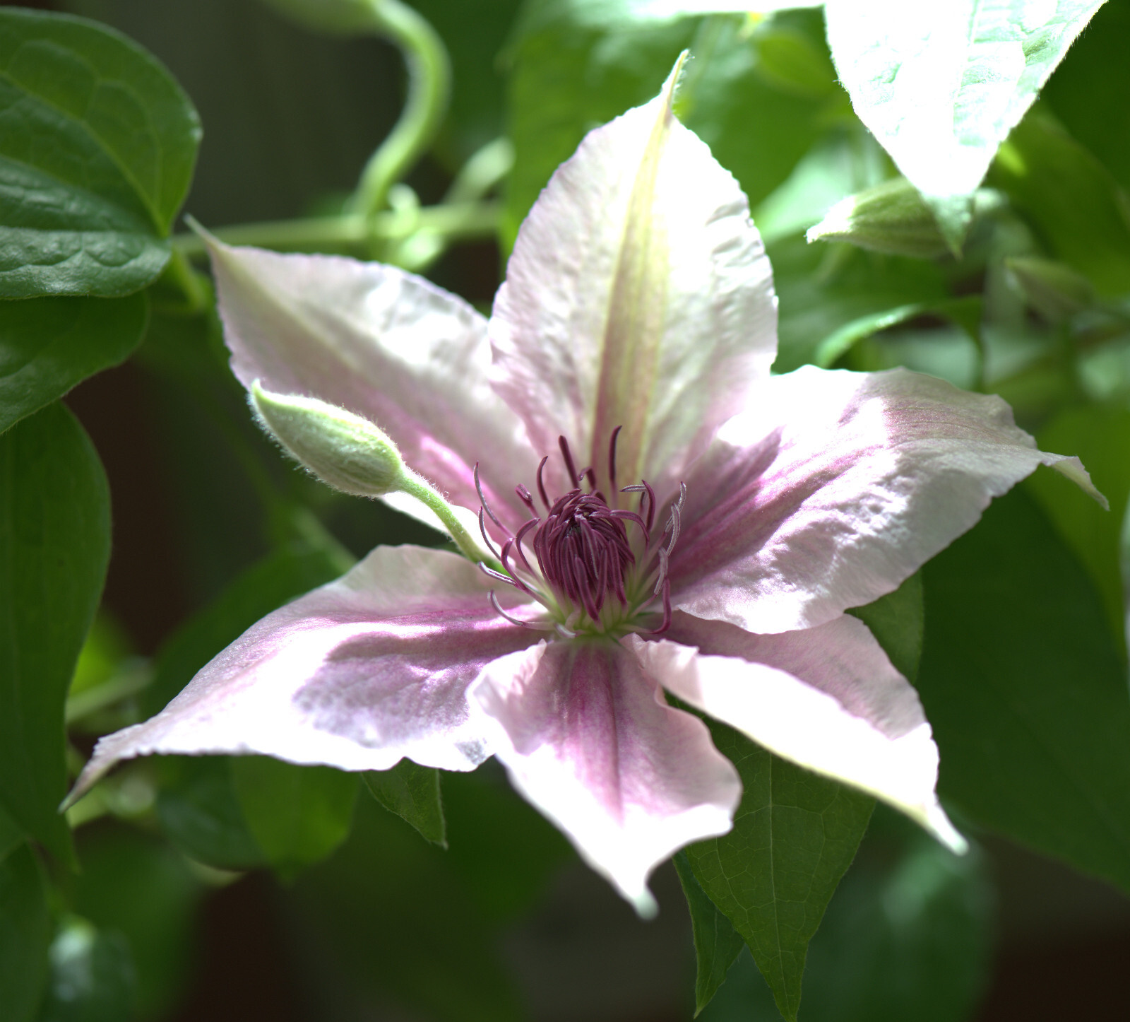 Perennial Clematis ‘Nelly Moser’ Vine Seeds 10 seeds