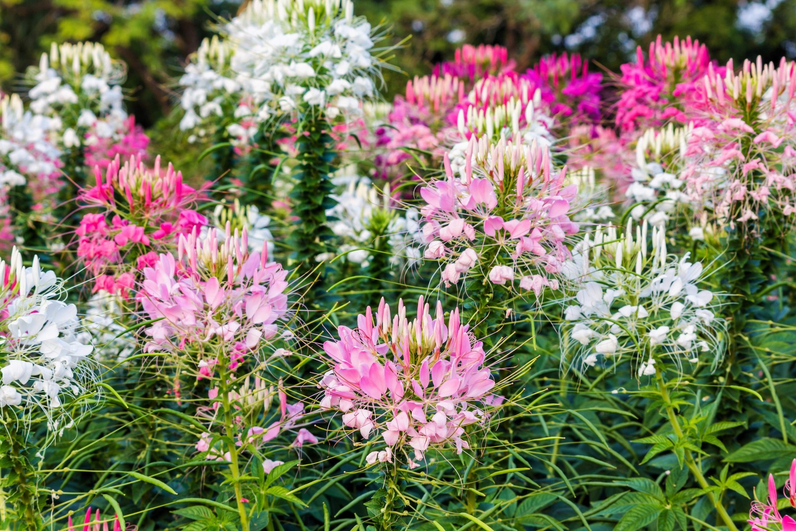 250 MIXED Colors QUEEN CLEOME Hassleriana Spinosa Spider Flower Seeds