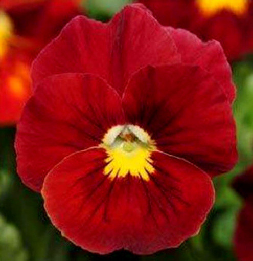 Red Pansy Seeds, Scarlet Viola Seeds, Red Pansies, Non-Gmo Heirloom Seed, 50ct