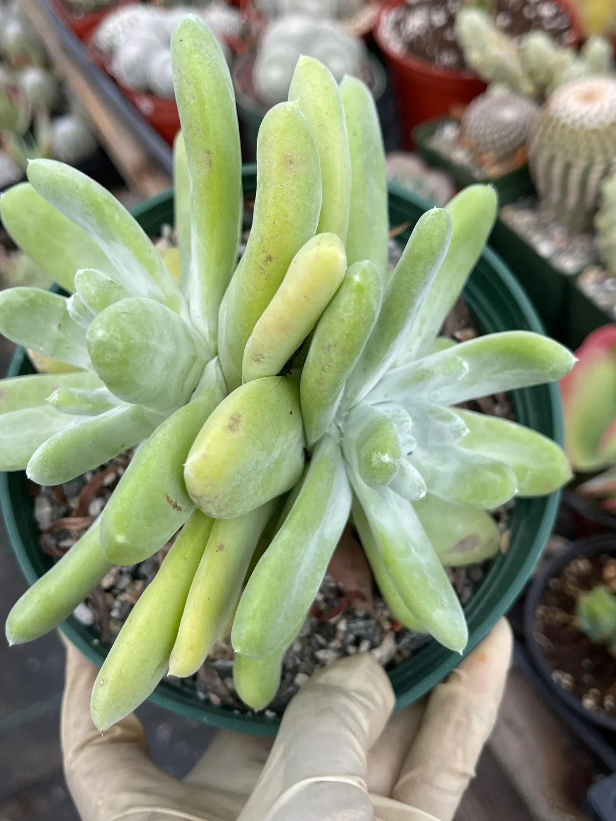 White Chalk Dudleya Pachyphytum Rare Succulent Live Plant Easy Care