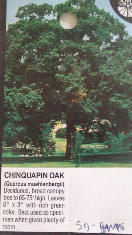 Chinquapin Oak Tree 4′-6′ Healthy Live Shade Trees Plants Home Landscape Plant