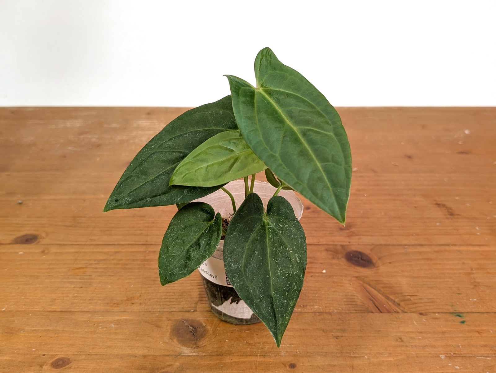 Anthurium Amazon Rabbit (Forgetii x Pinkleyi)
