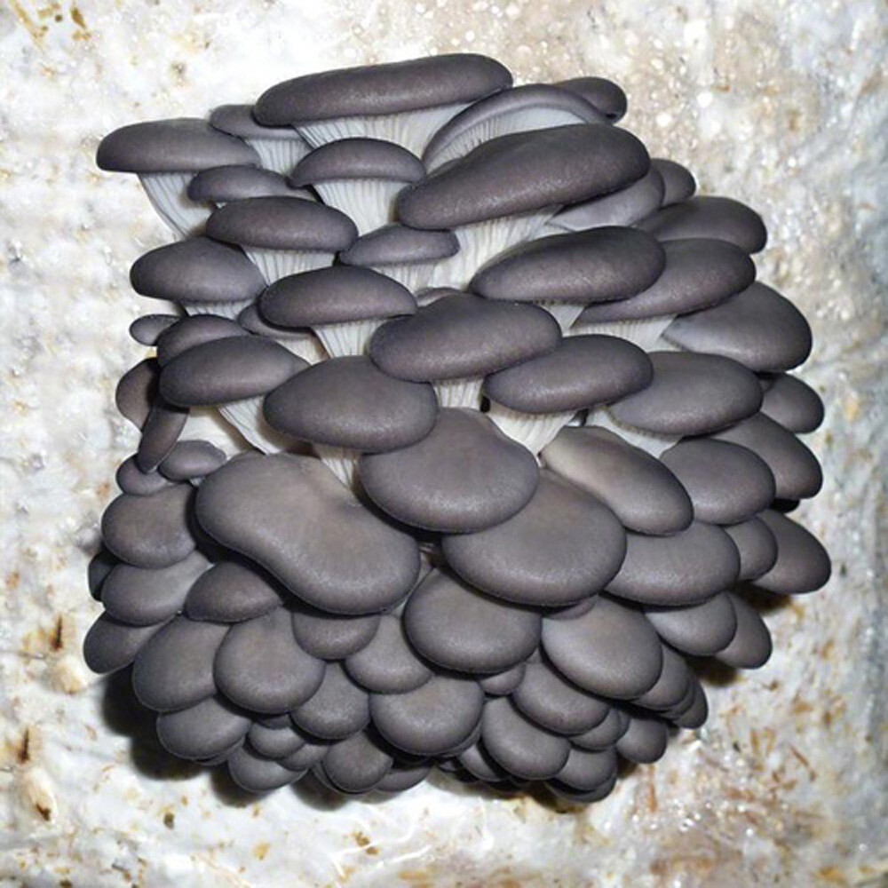 Blue Oyster Mushroom Grain Spawn (1 pound)