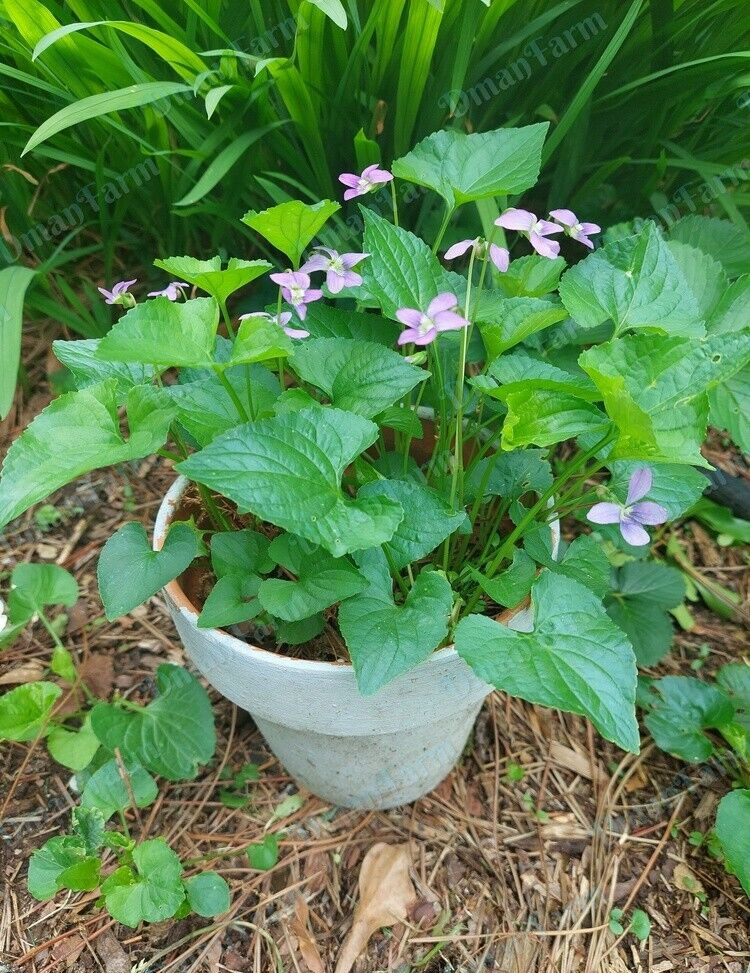 12 Wild Violet Flower Plant Purple Viola, Bareroot Rhizomes Bulbs