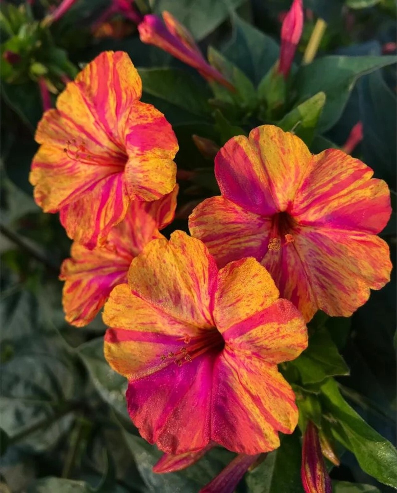25 Jalapa 4 O’Clock Seeds Fragrant Flowers Perennial Mirabilis Jalapa