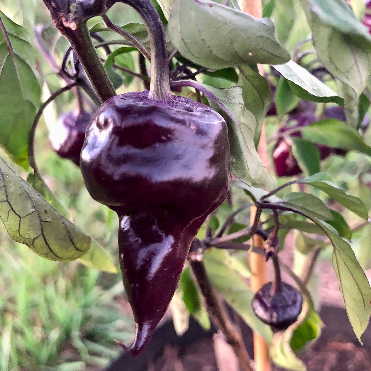 Purple UFO Hot Pepper Seeds. 10 Seeds per order Free Shipping!