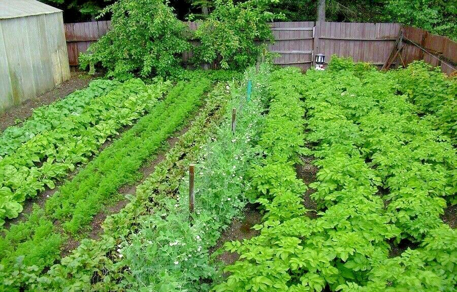 SURVIVE IN STYLE CULINARY GARDEN KIT 20 VARIETIES ALL HEIRLOOM SEEDS NON-GMO