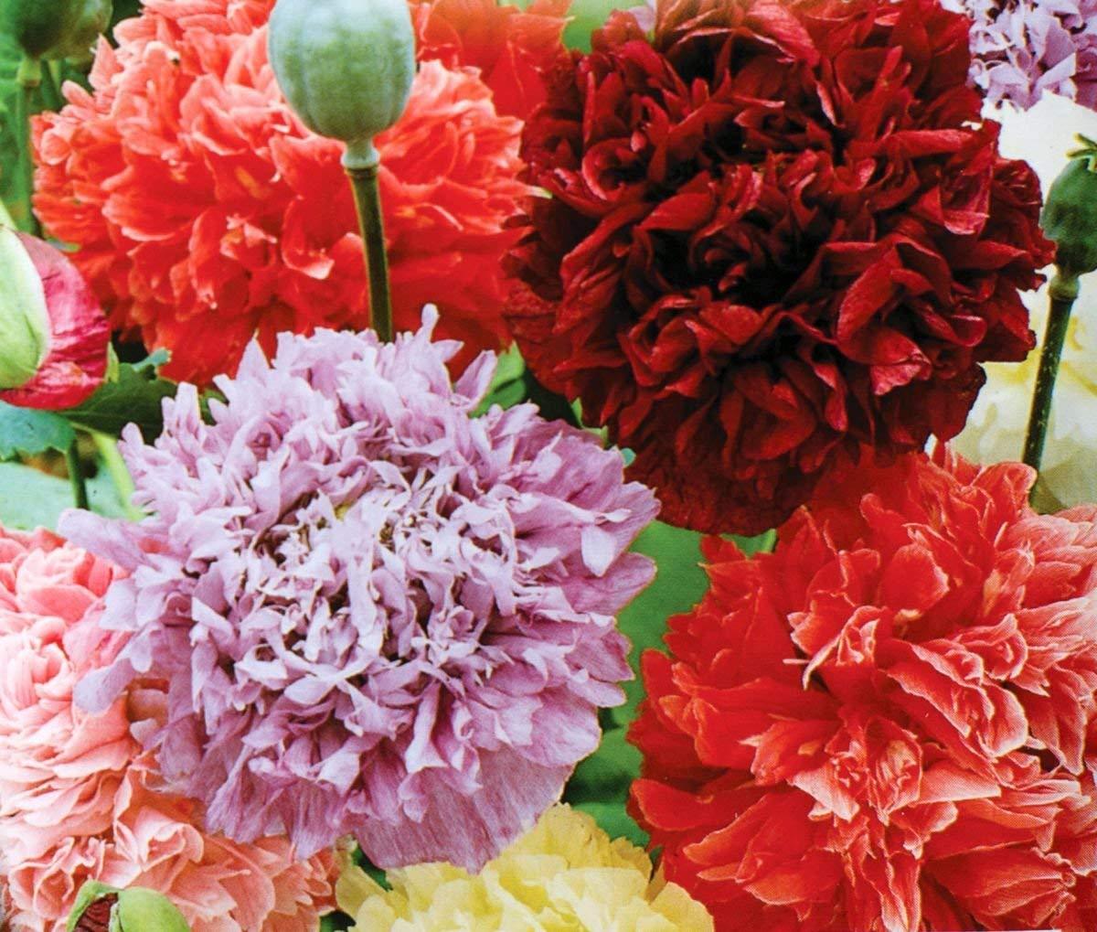 Poppy Peony Double Mixed, 100 Seeds, Beautiful Flowers, BUY 2 GET 1 FREE
