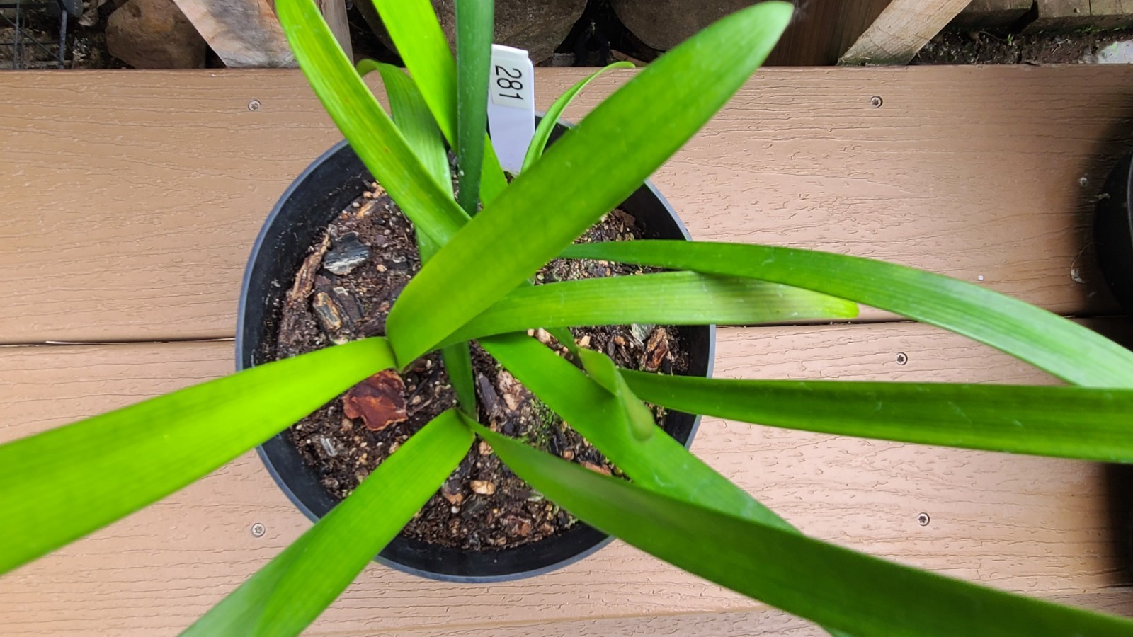 Clivia interspecific Nimbicola x Bengi Bronze one plant