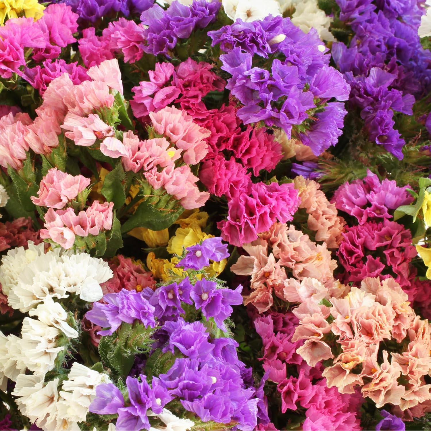 1000+ Perennial Limonium Statice Flower Seeds for Planting Non-Gmo Heirloom