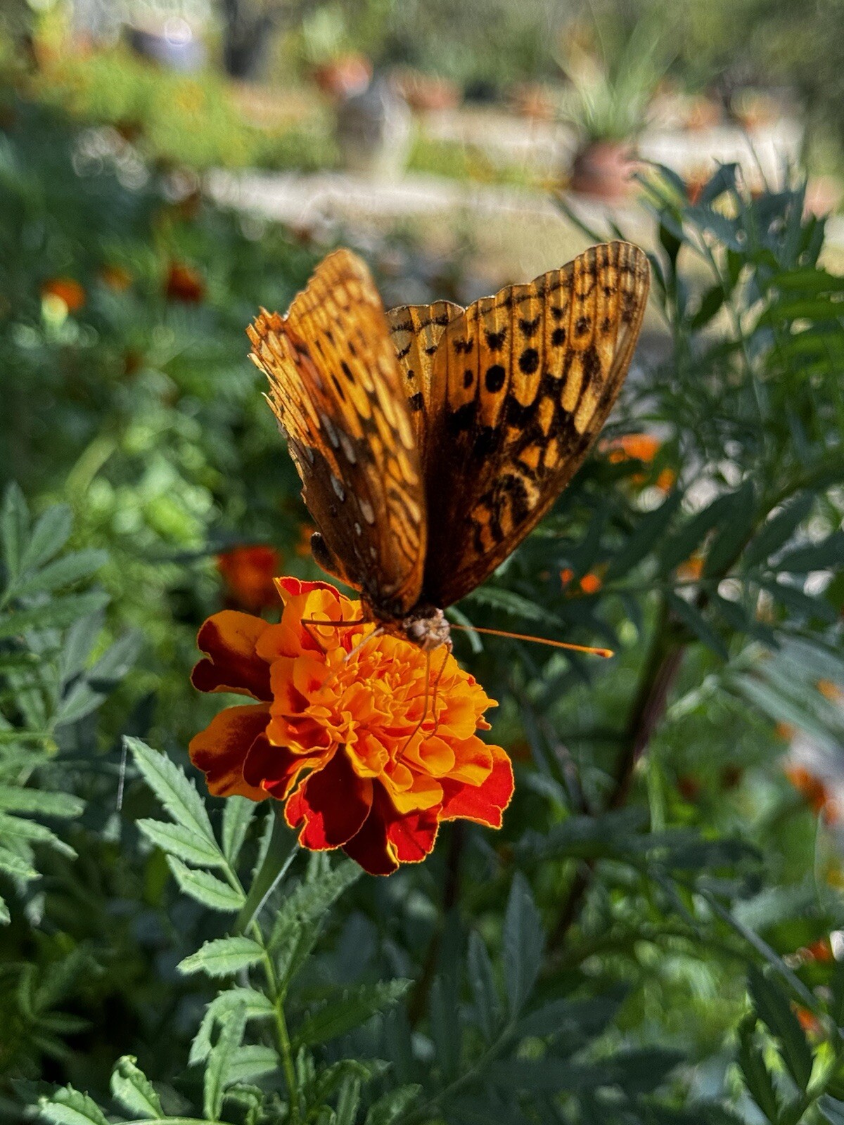 French Marigold Sparky Mix, Beautiful Colors, Garden Pest Deterrent, 1 Cup