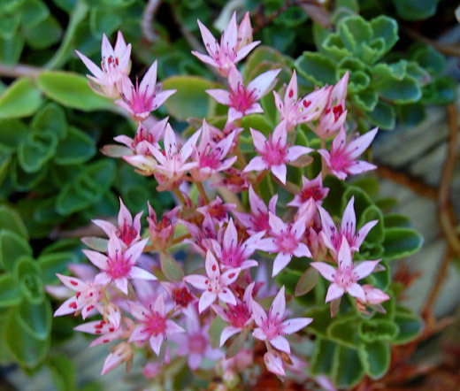 SEDUM STOLON STONECROP Sedum Stoloniferum – 200 Bulk Seeds